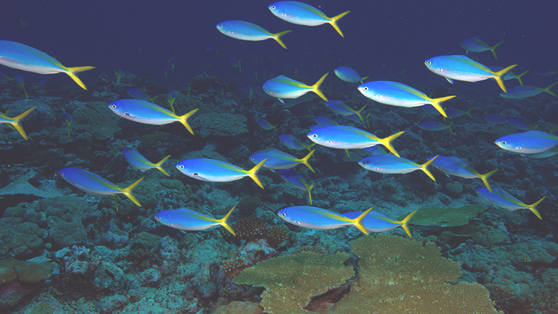 British Indian Ocean Territory